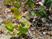 Arctostaphylos montana ssp. ravenii