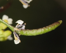 Nasturtium officinale