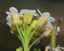 Nasturtium officinale
