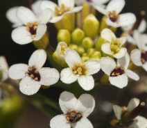 Nasturtium officinale