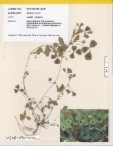 Medicago arabica