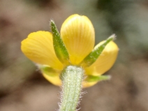 Mentzelia affinis