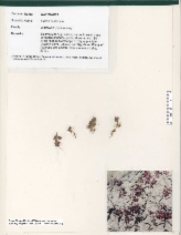Elatine californica