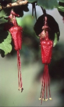 Ribes speciosum