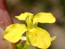 Sinapis arvensis