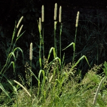 Phleum pratense