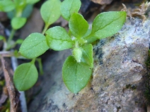 Stellaria pallida