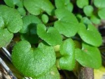 Cardamine hirsuta