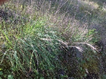 Elymus xhansenii