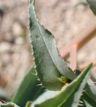 Amsinckia vernicosa var. furcata