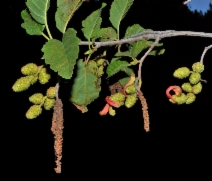 Alnus incana