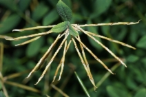Hosackia oblongifolia