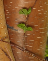 Betula occidentalis