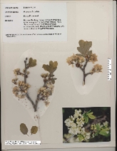 Prunus subcordata