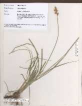 Carex leporina