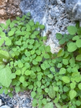 Parietaria hespera