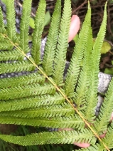 Thelypteris puberula