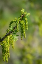Juglans californica