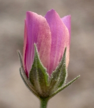Eremalche parryi