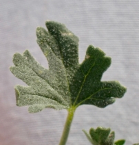 Eremalche parryi ssp. parryi