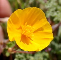 Eschscholzia hypecoides
