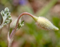 Eschscholzia hypecoides