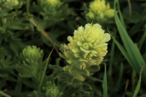 Castilleja wightii