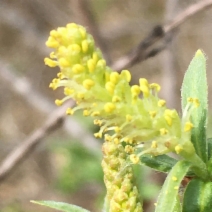 Salix exigua var. hindsiana