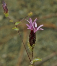 Lessingia ramulosa