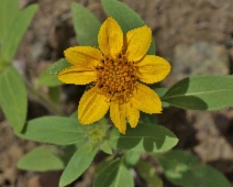 Helianthus bolanderi