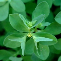 Euphorbia peplus