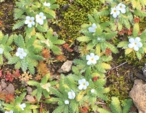 Plagiobothrys collinus var. fulvescens