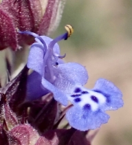 Salvia columbariae