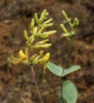 Lonicera interrupta - Calflora
