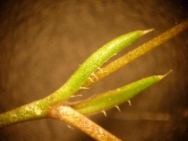 Sagina apetala