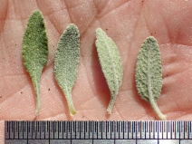Salvia clevelandii