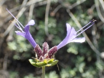 Salvia clevelandii