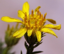 Ericameria linearifolia