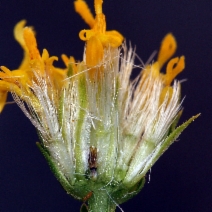Ericameria linearifolia