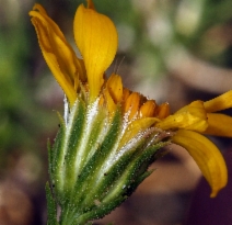 Ericameria linearifolia