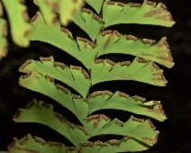 Adiantum aleuticum