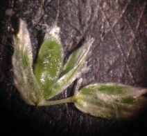 Poa annua