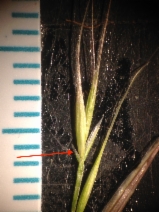 Festuca myuros