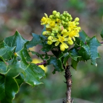 Berberis pinnata