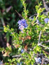 Ceanothus dentatus