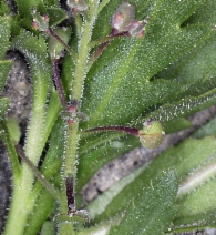 Lepidium lasiocarpum ssp. lasiocarpum