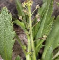Lepidium lasiocarpum ssp. lasiocarpum