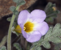 Phacelia fremontii