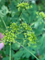 Lomatium californicum
