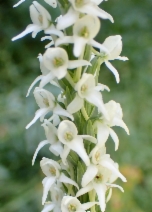 Platanthera dilatata var. leucostachys